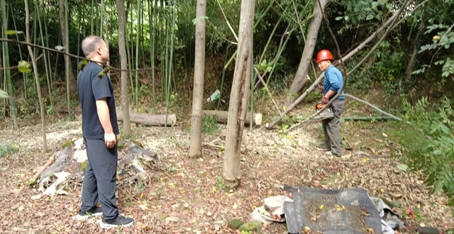 枯树存隐患   调解化干戈